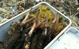 最新鮮的冬蟲夏草怎么吃?