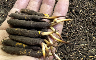 一天一根新鮮冬蟲夏草,這些功效藏不住