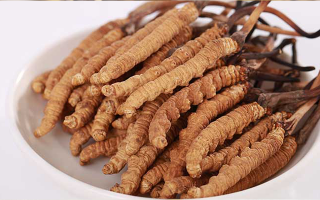 新鮮冬蟲夏草能煮水喝嗎?答案與正確方法都在這
