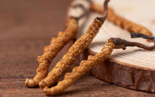 純野生冬蟲夏草價格剖析:多因素交織下的價值體現