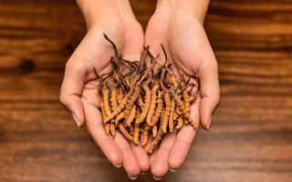 冬蟲夏草泡茶喝的正確方法:便捷滋補的實用指南