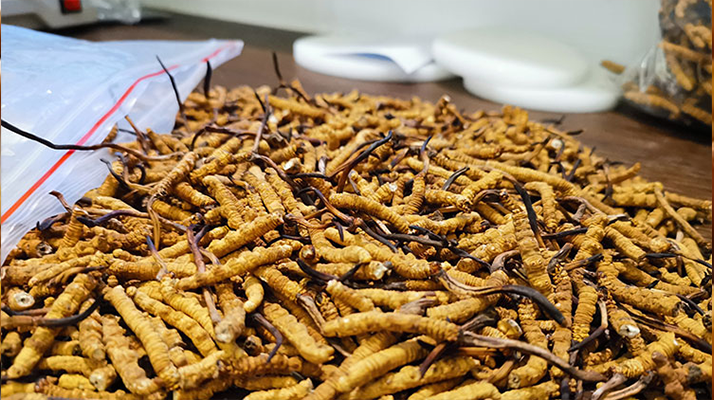 喝<a href=http://www.hazone.cn/yangsheng/ target=_blank class=infotextkey>冬蟲夏草的作用</a>與功效