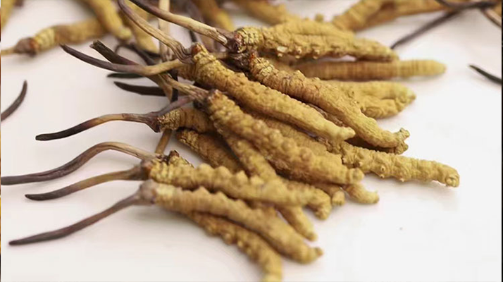 長期吃冬蟲夏草會怎么樣?從益處到注意事項詳解