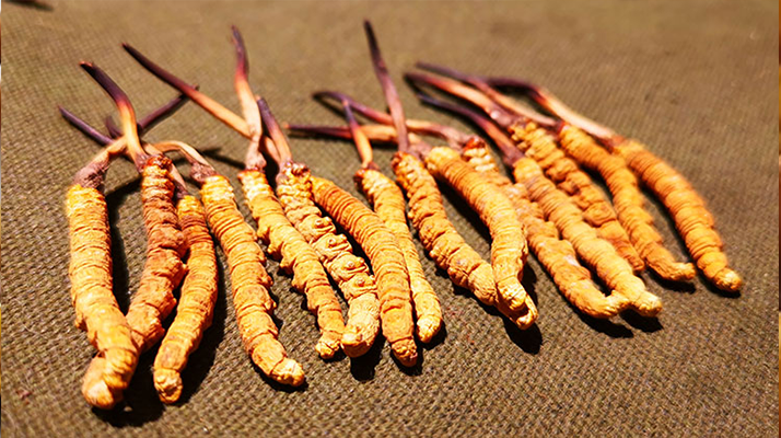 抖音上的冬蟲(chóng)夏草能買嗎?謹(jǐn)慎抉擇,理性消費(fèi)