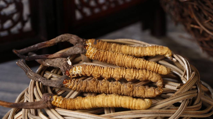 冬蟲(chóng)夏草煲湯怎么煲好喝?營(yíng)養(yǎng)與口感雙優(yōu)的實(shí)用指南