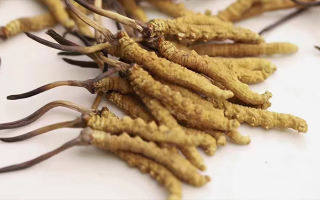 長期吃冬蟲夏草會怎么樣?從益處到注意事項詳解