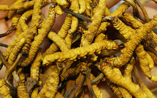 煮冬蟲夏草水能否泡茶？正確飲用方式與誤區解析