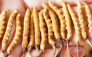 冬蟲夏草一根多少錢?價格背后的奧秘