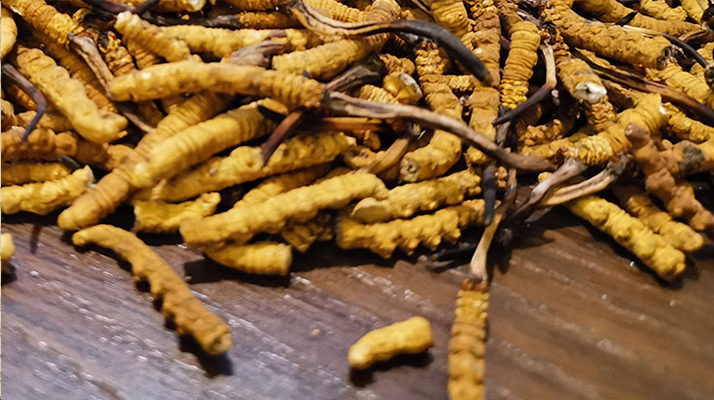 鮮冬蟲夏草煮多久?掌握時長,鎖住營養(yǎng)與鮮味