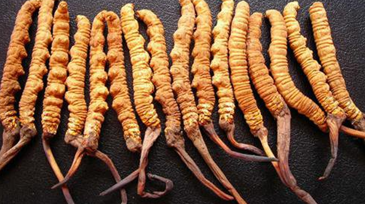 新鮮<a href=http://www.hazone.cn/gongxiao/ target=_blank class=infotextkey><a href=http://www.hazone.cn/gongxiao/ target=_blank class=infotextkey><a href=http://www.hazone.cn/yangsheng/ target=_blank class=infotextkey>冬蟲夏草的功效</a></a></a>與作用:活性保留更完整,解鎖天然滋補新價值