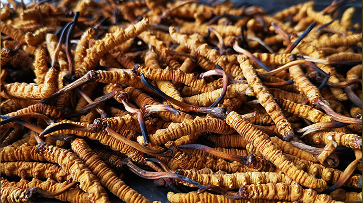 一根冬蟲夏草大概多少錢?價格背后的秘密