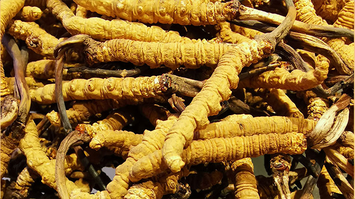 新鮮冬蟲(chóng)夏草一克多少錢 