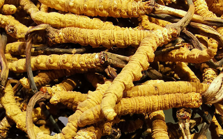 新鮮冬蟲夏草一克多少錢??jī)r(jià)格影響因素全解析