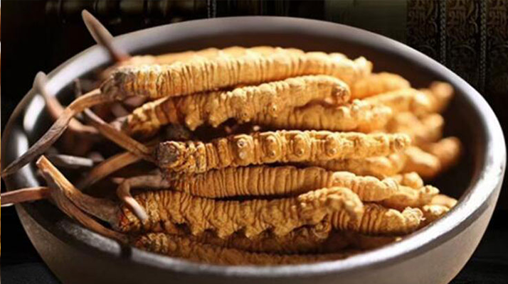 解密冬蟲夏草的稀缺性:四大關鍵因素造就 “雪域黃金”