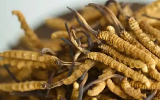 探秘正宗野生冬蟲夏草價格:多因素交織下的市場行情