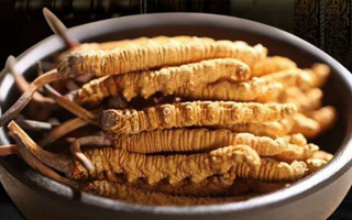 解密冬蟲夏草的稀缺性:四大關鍵因素造就 “雪域黃金”