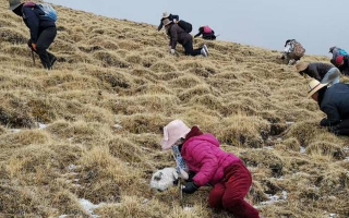 冬蟲(chóng)夏草采挖看月份！4-7月各產(chǎn)區(qū)差異大，5-6月是“黃金窗口”