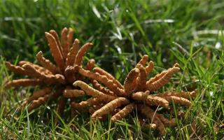 冬蟲夏草值那么多錢嗎?拆解價值與價格的真相