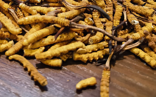 鮮冬蟲夏草并非 “制作” 而成!揭秘其天然形成與核心特性