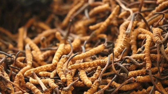 鮮冬蟲夏草有保質(zhì)期嗎?儲存方式與時效全解析
