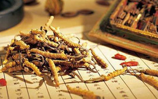 鮮冬蟲夏草怎么保存?分周期保存方法與避坑指南