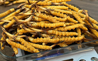 新鮮冬蟲夏草一次吃幾根?科學(xué)用量指南來了?