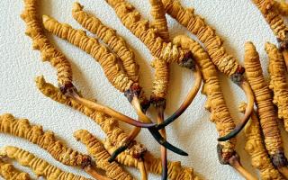 冬蟲夏草用什么鍋燉好？3 類優(yōu)質(zhì)鍋具 + 避坑指南