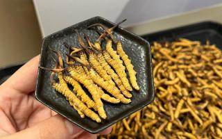 冬蟲夏草可以煲骨頭嗎？當(dāng)然可以！這樣做營養(yǎng)翻倍