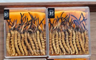 冬蟲夏草現(xiàn)在多少錢一克？2025 年克價(jià)揭秘，差價(jià)達(dá) 5 倍