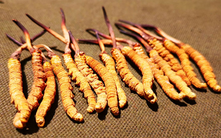 冬蟲夏草泡水:每次放多少水才合適?