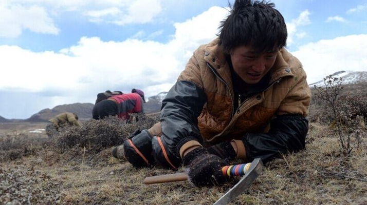 那曲<a href=http://www.hazone.cn/sdph/wacr/ target=_blank class=infotextkey>挖草人</a>阿旺的蟲草采摘時間表